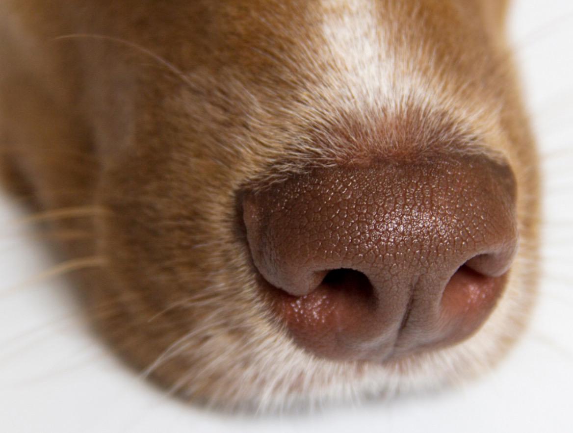 K9 Refresh Balm for Nose, Paw, and Hot Spots