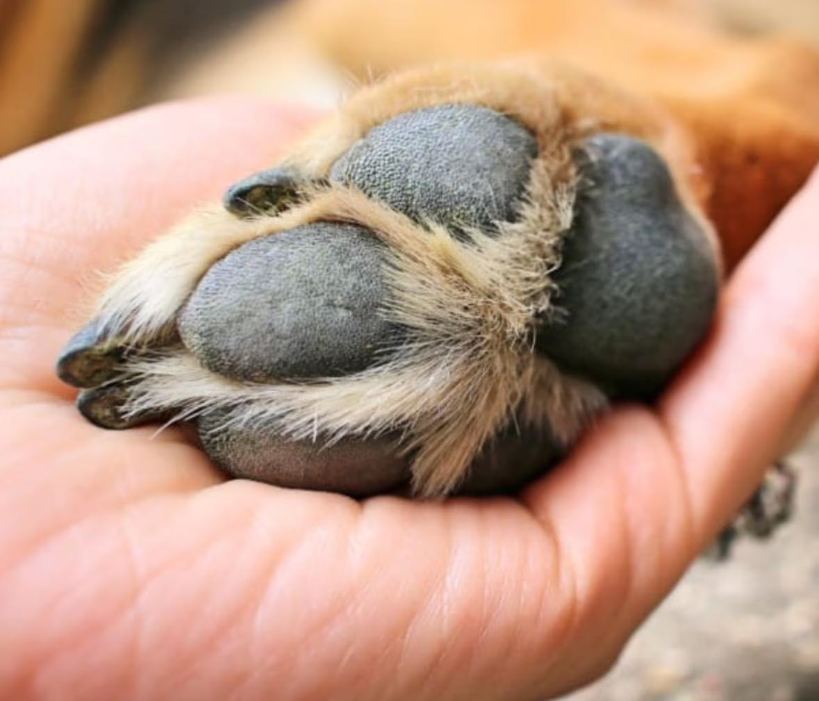 K9 Refresh Balm for Nose, Paw, and Hot Spots